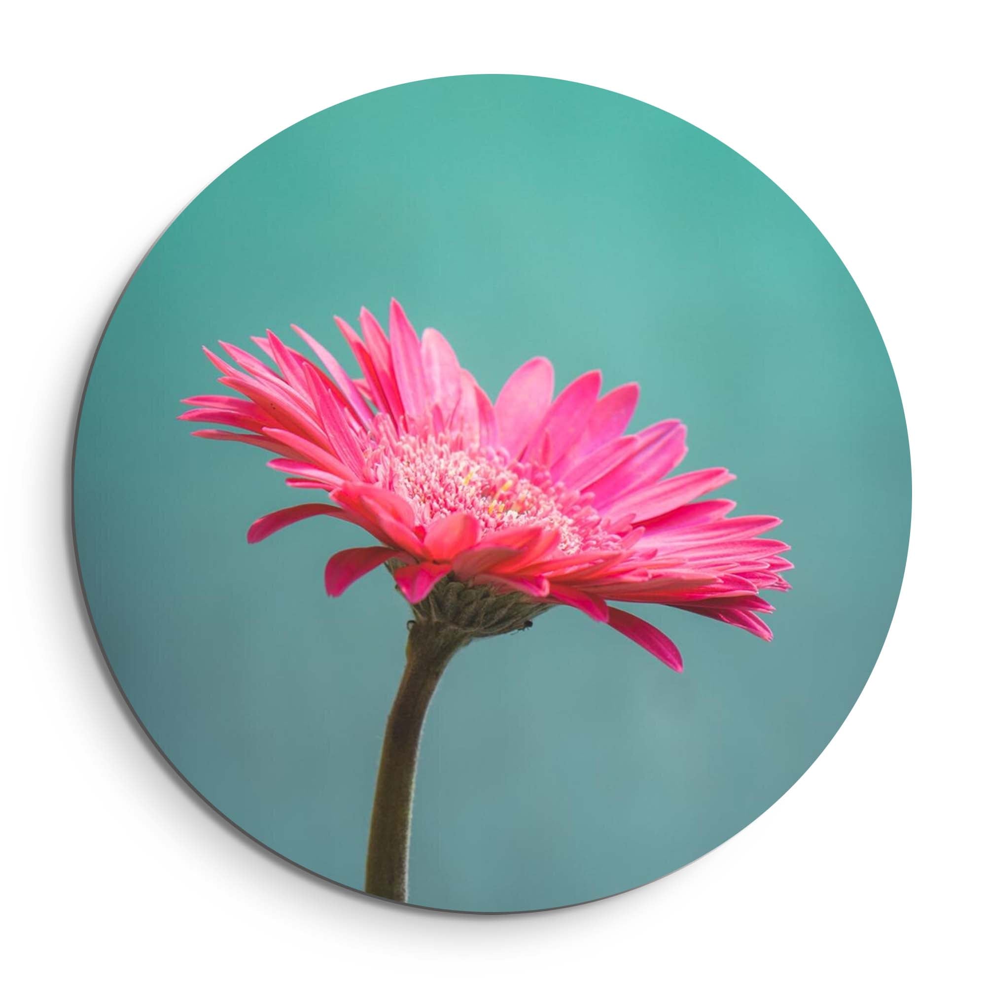 Blush Bloom – Muurcirkel