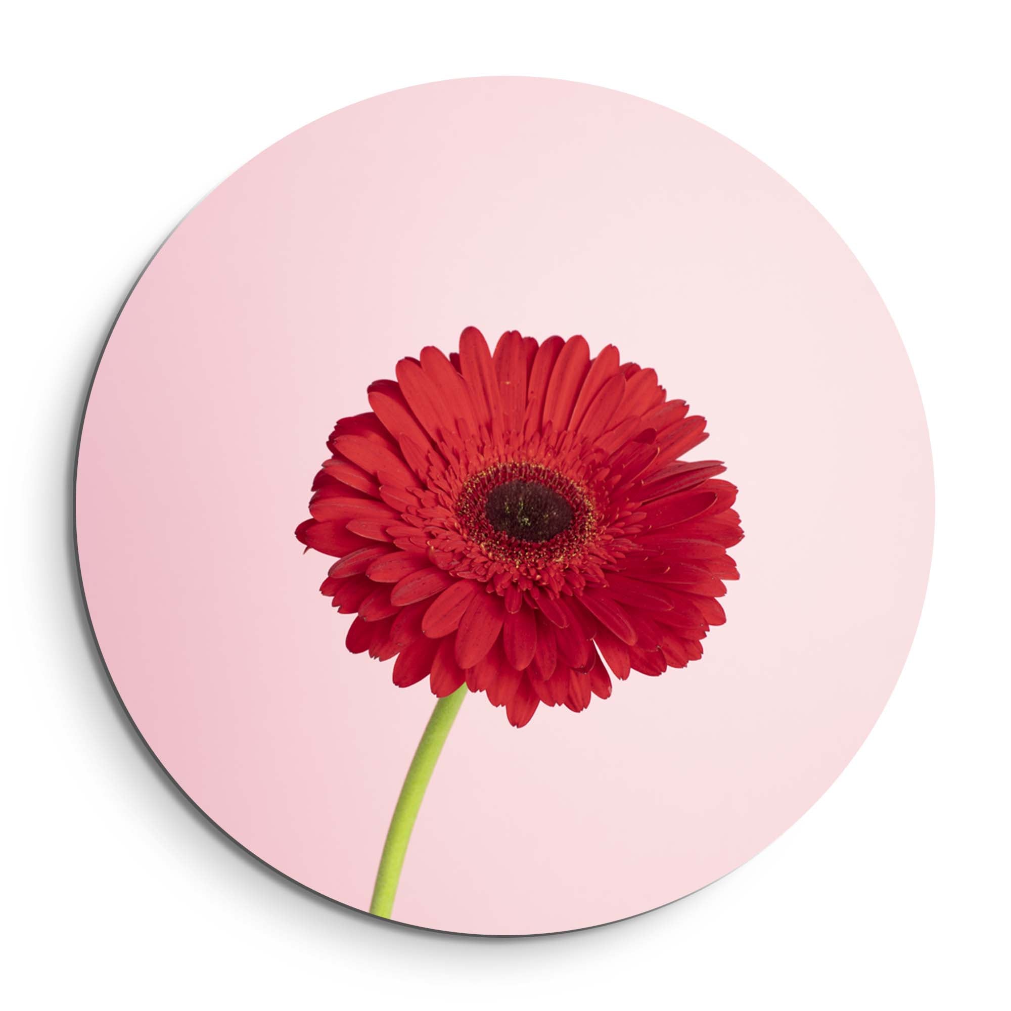 Rode Gerbera – Muurcirkel