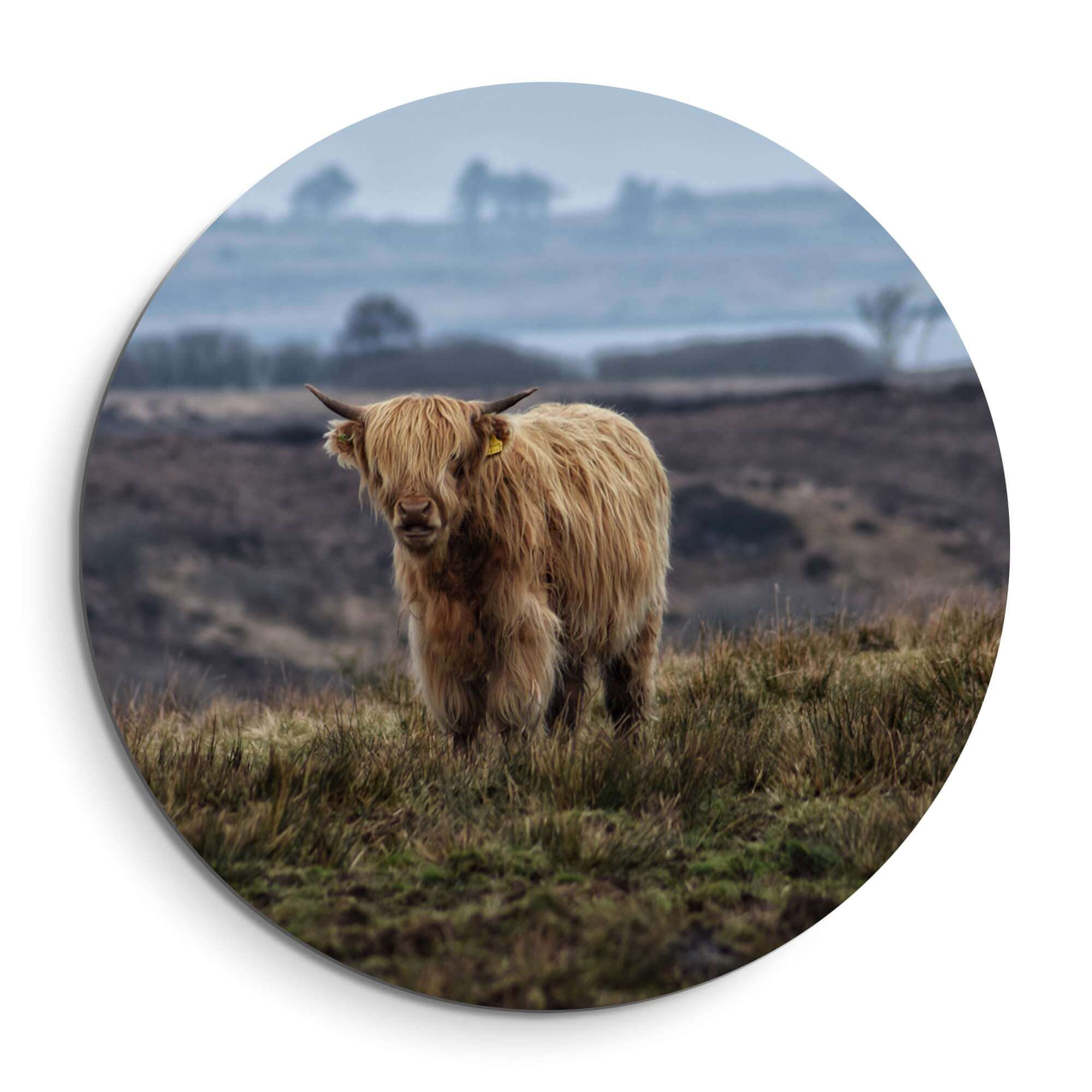 Schotse Hooglander in het veld – Muurcirkel