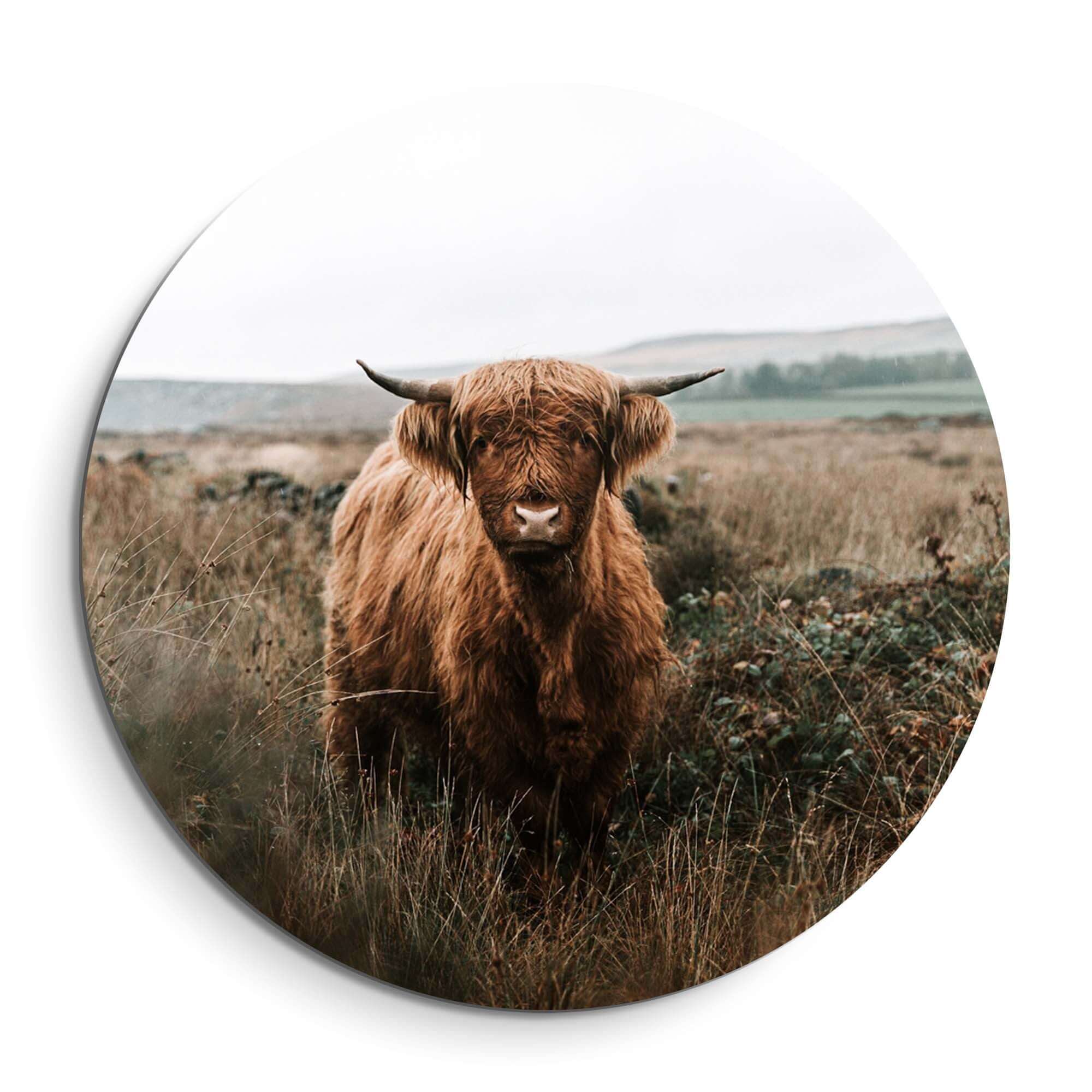 Hooglander in de herfstweide – Muurcirkel