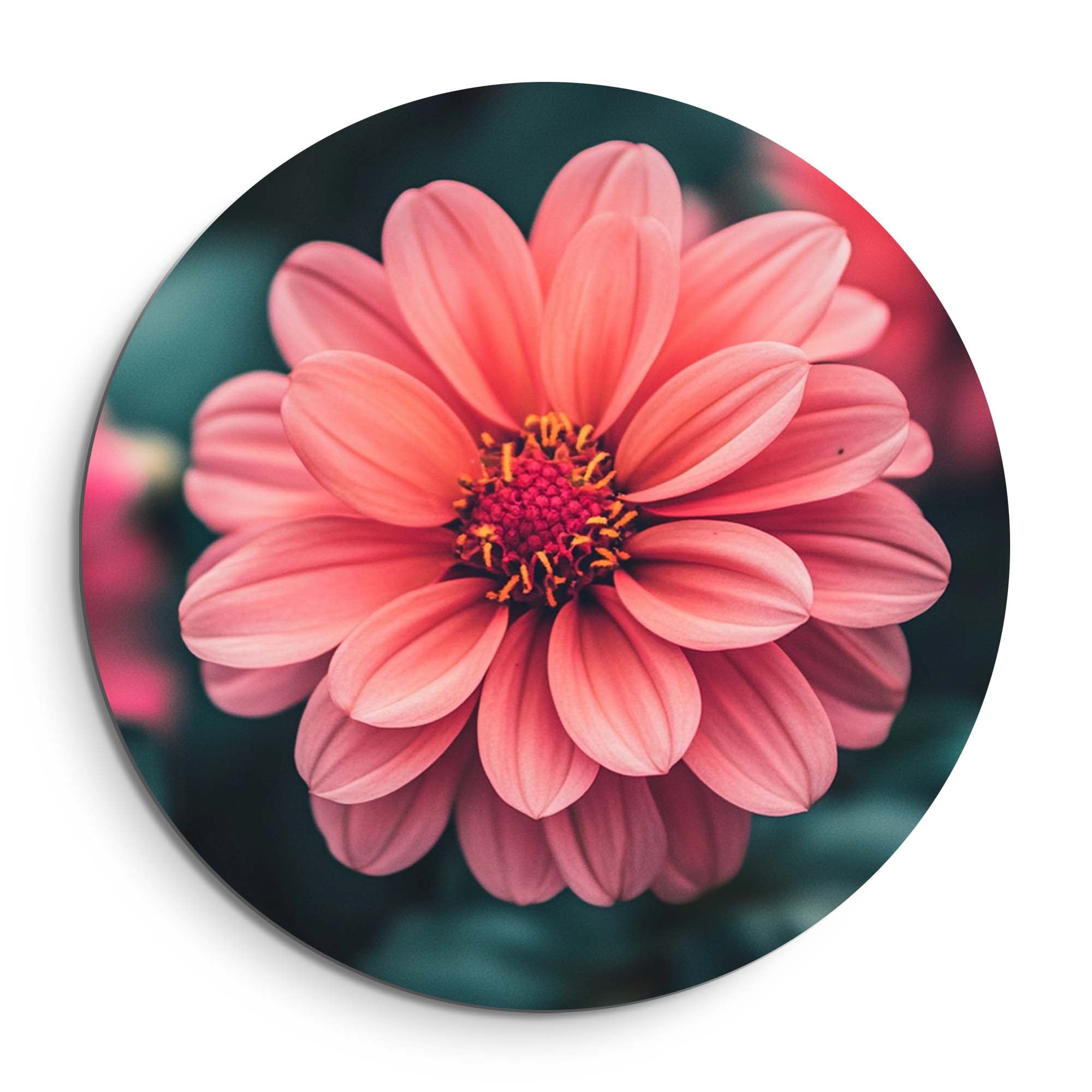 Sunset Dahlia – Muurcirkel