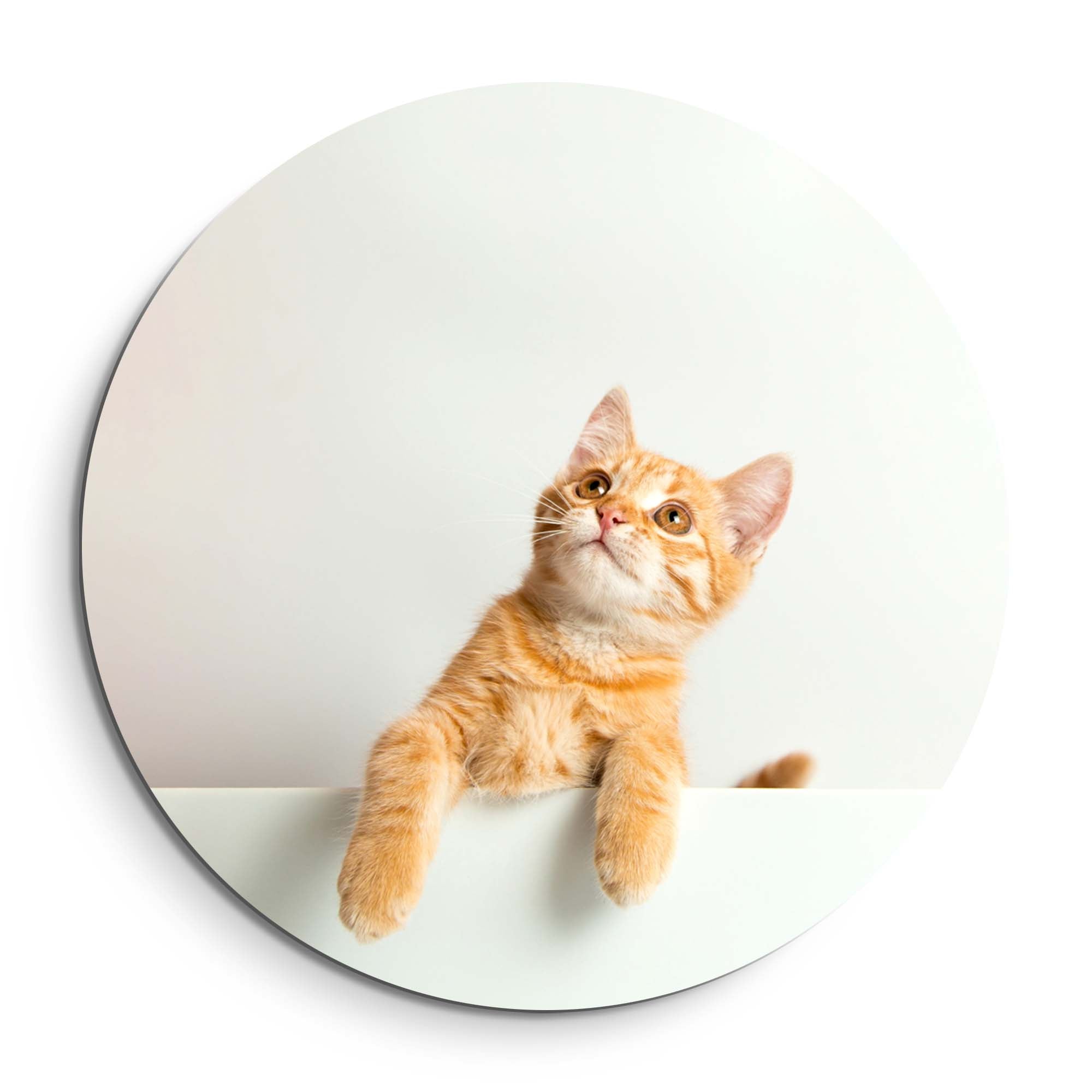 Amber Curiosity – Muurcirkel