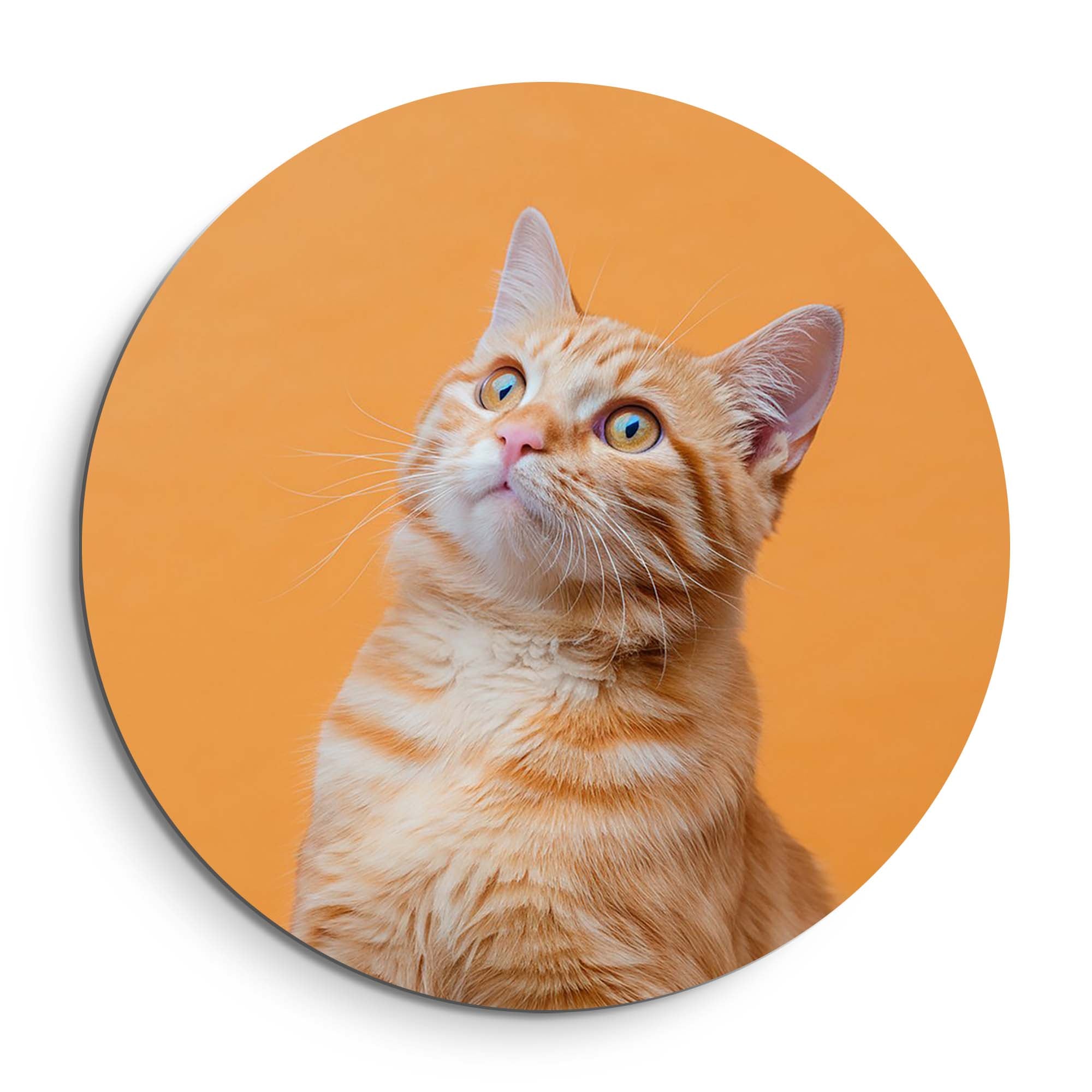 Amber Pop – Muurcirkel