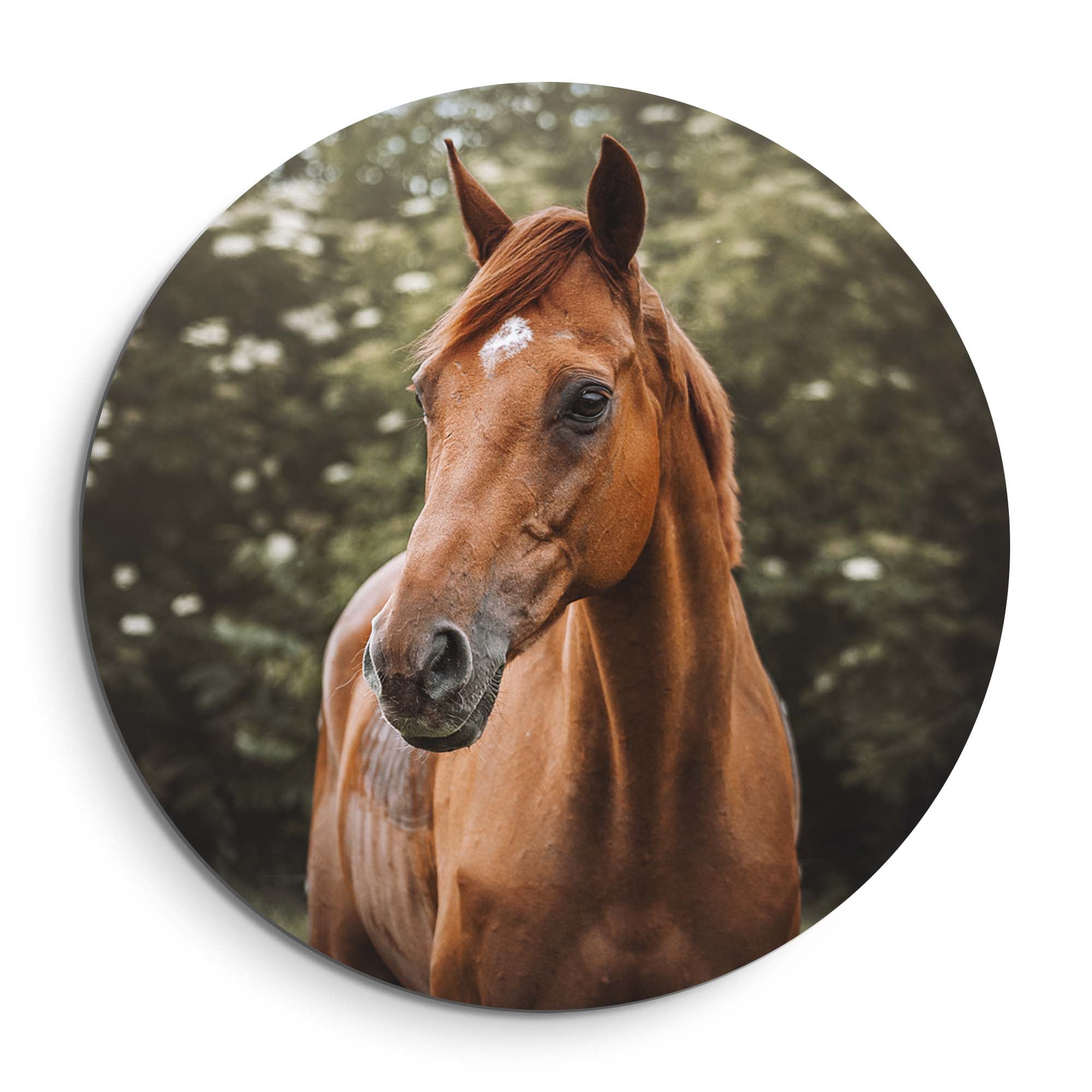 Amber Pride - Muurcirkel