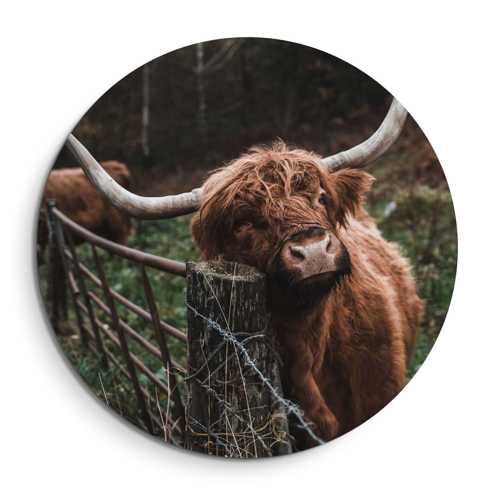 Schotse Hooglander bij het hek - Muurcirkel