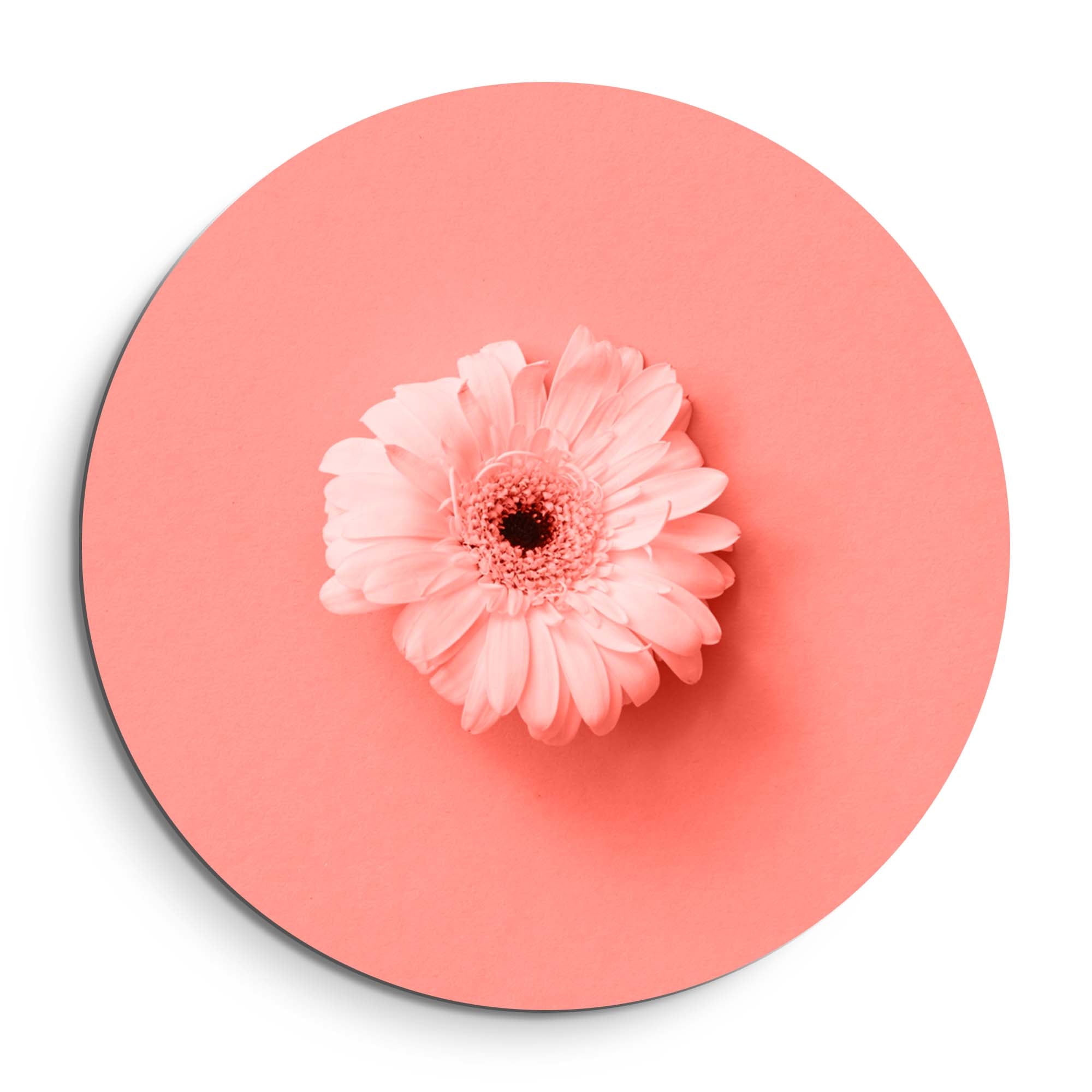 Coral Gerbera – Muurcirkel
