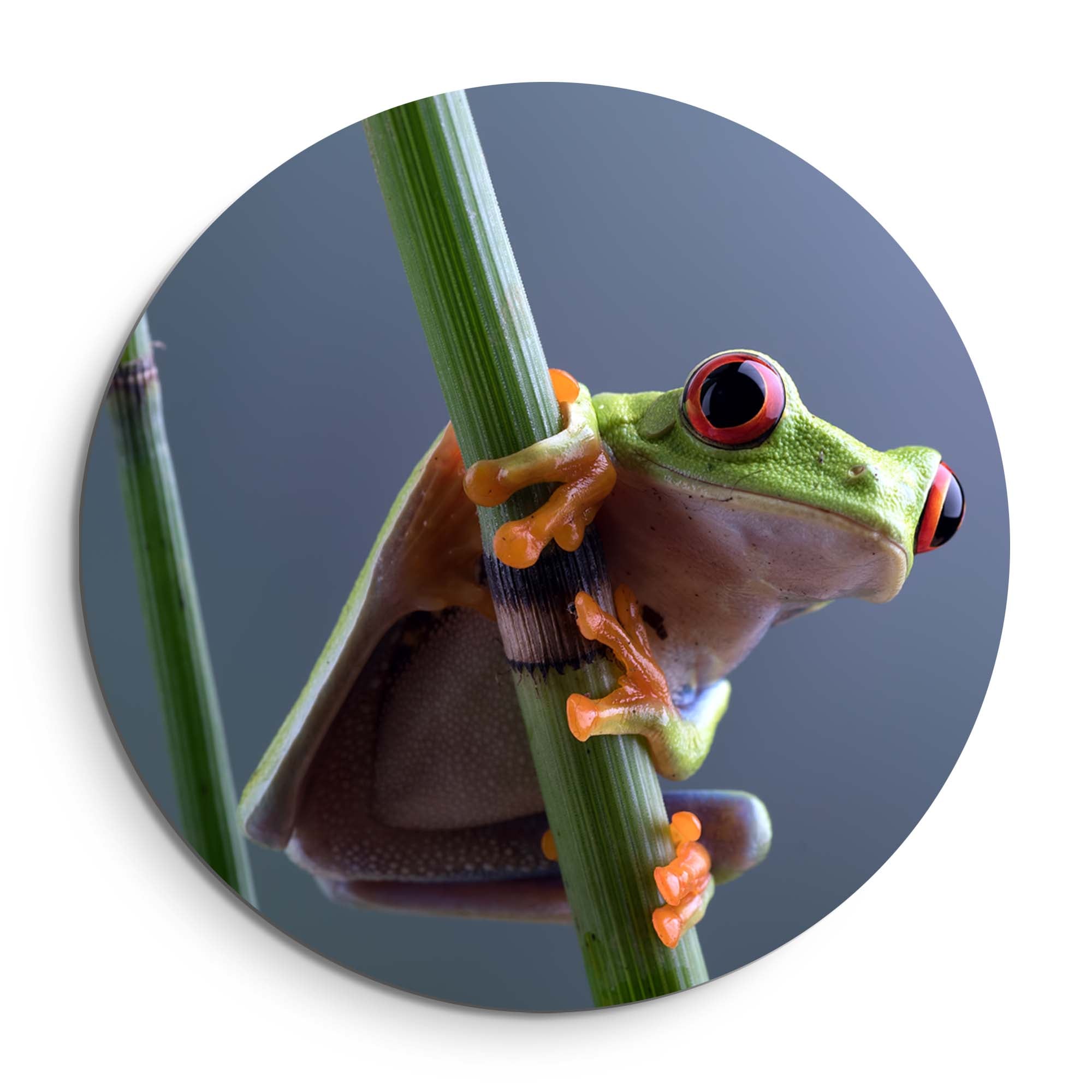 Emerald Climber - Muurcirkel