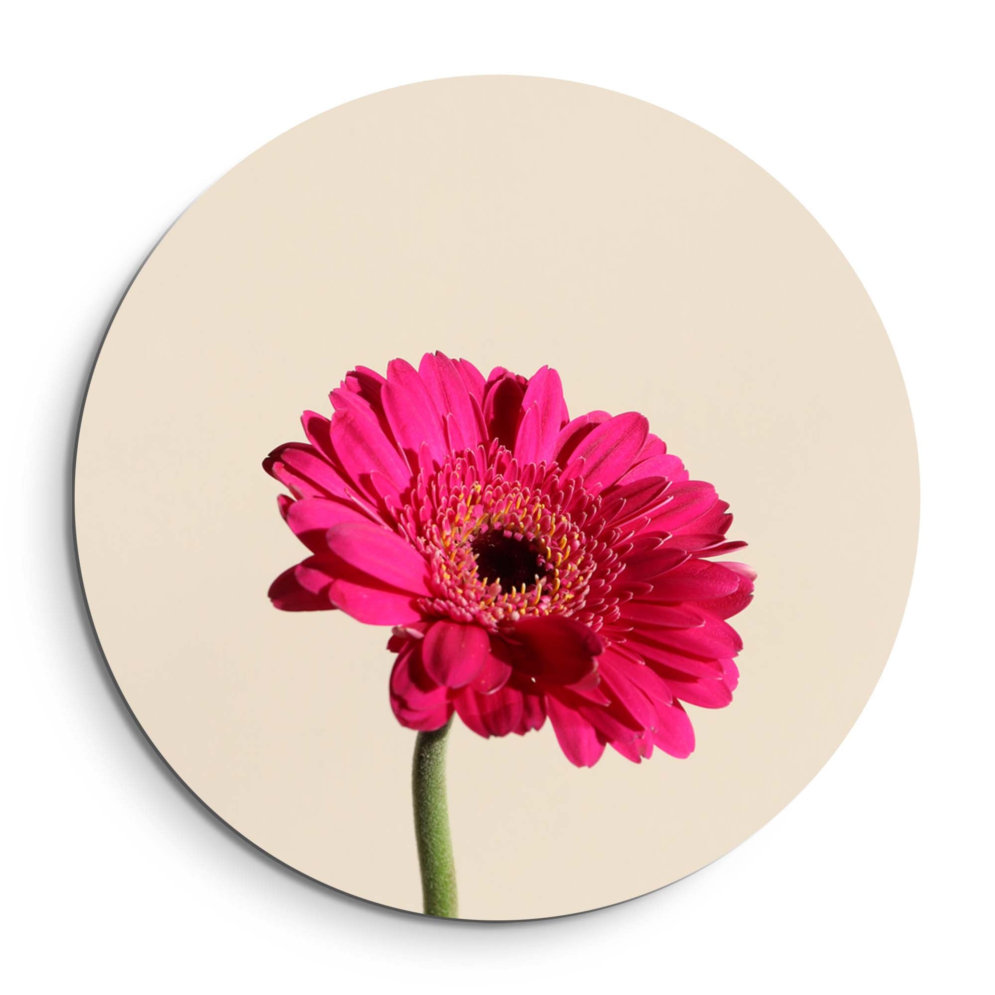 Fuchsia Gerbera – Muurcirkel
