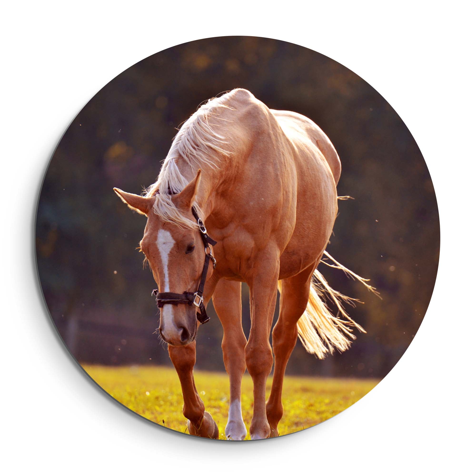 Golden Serenity - Muurcirkel