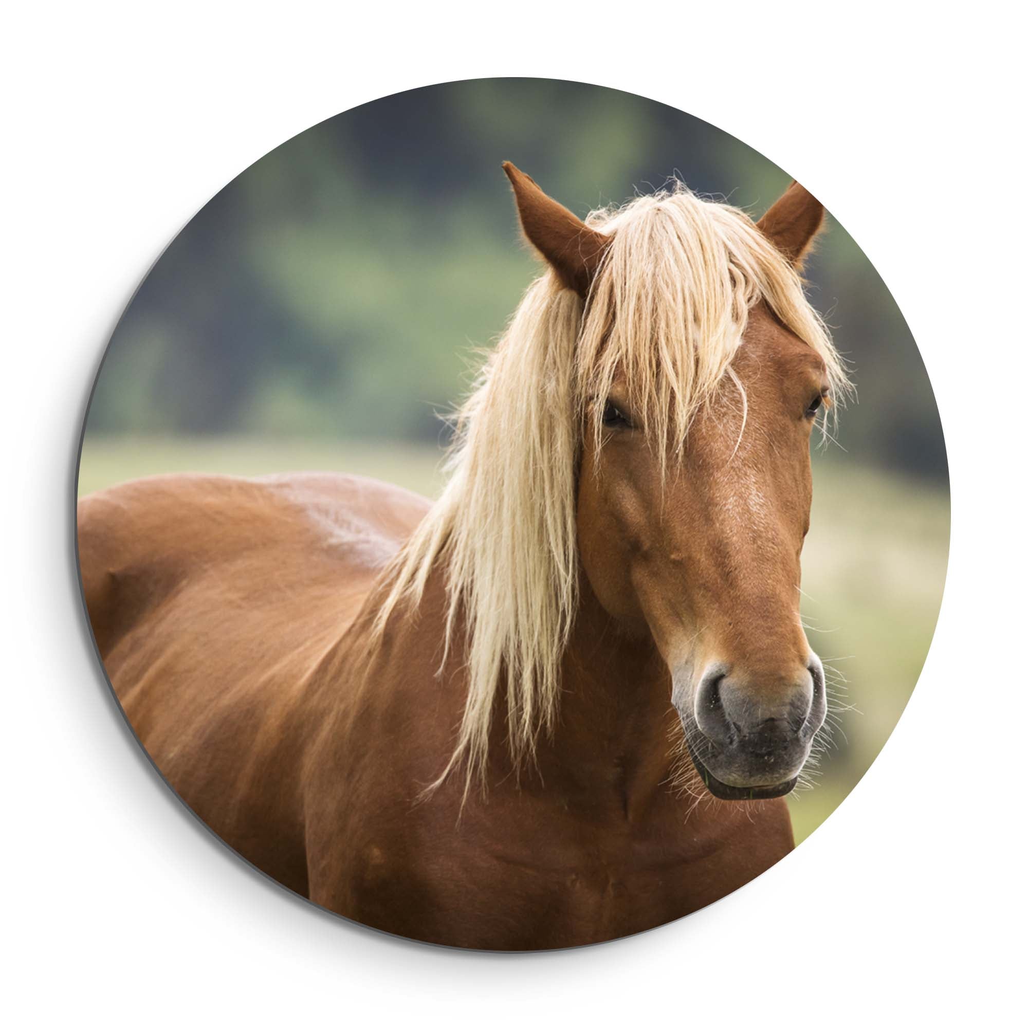 Golden Whisper - Muurcirkel