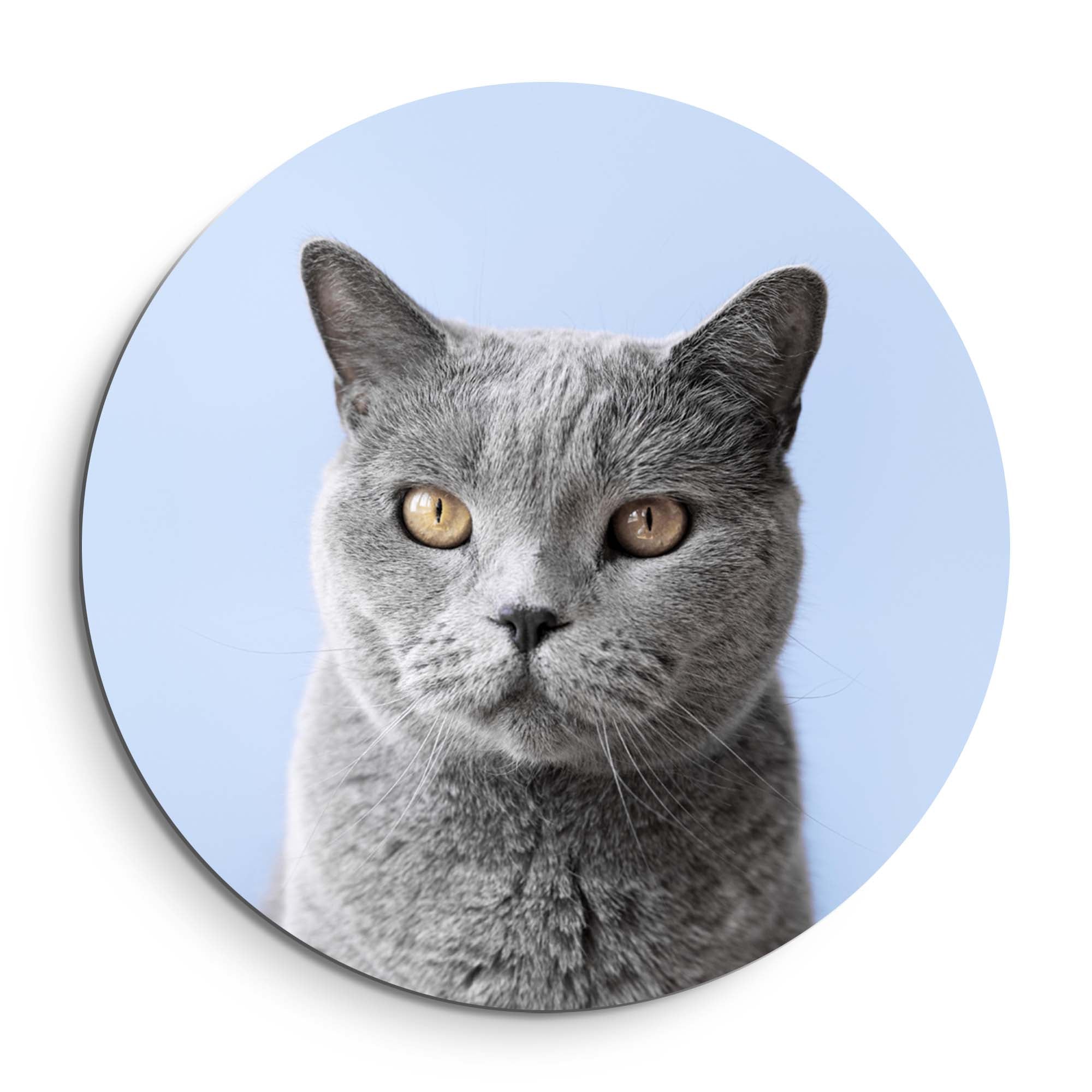 Misty Mood – Muurcirkel