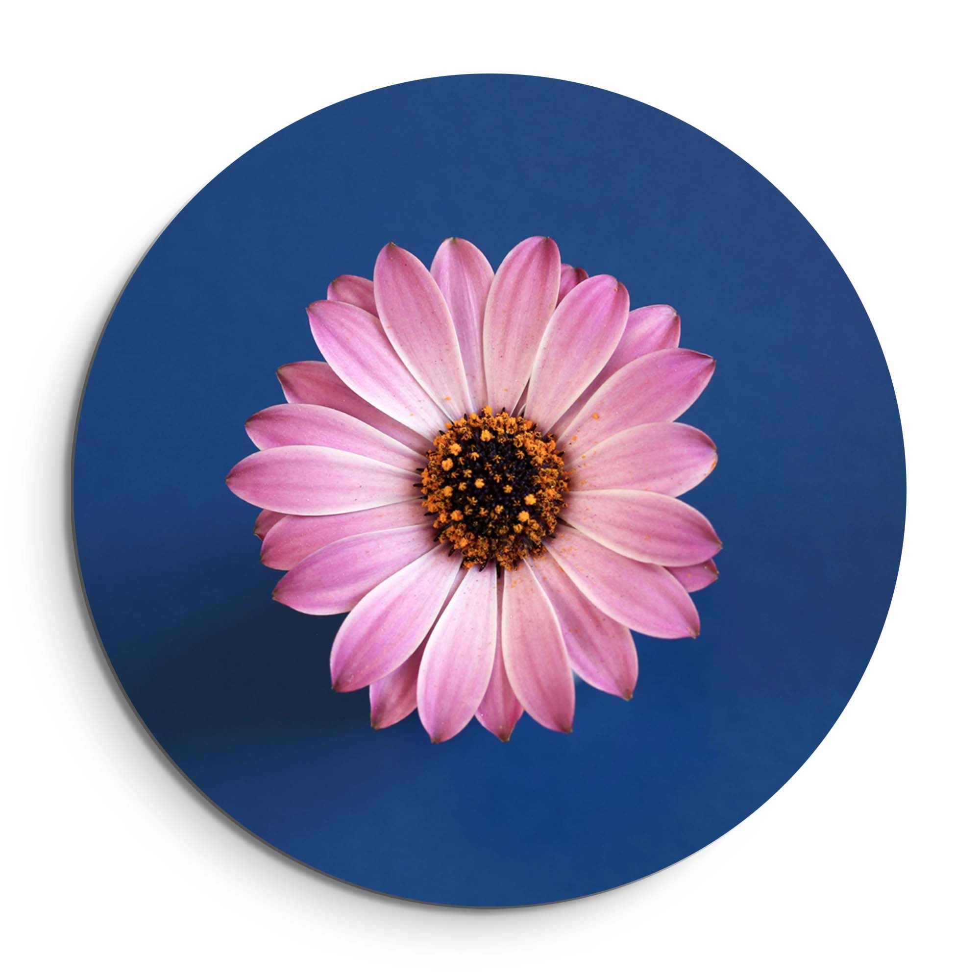 Pastel Margriet – Muurcirkel