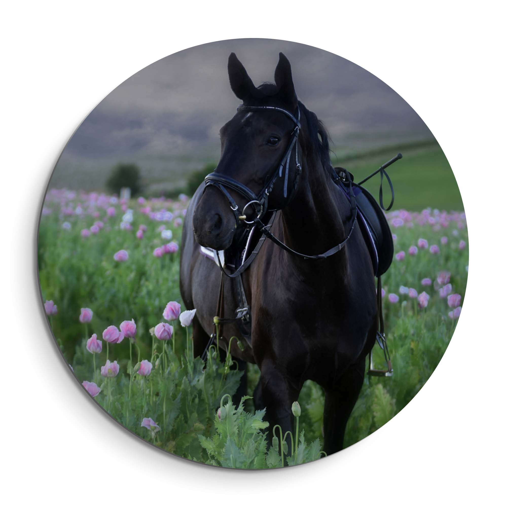 Pasture Light - Muurcirkel