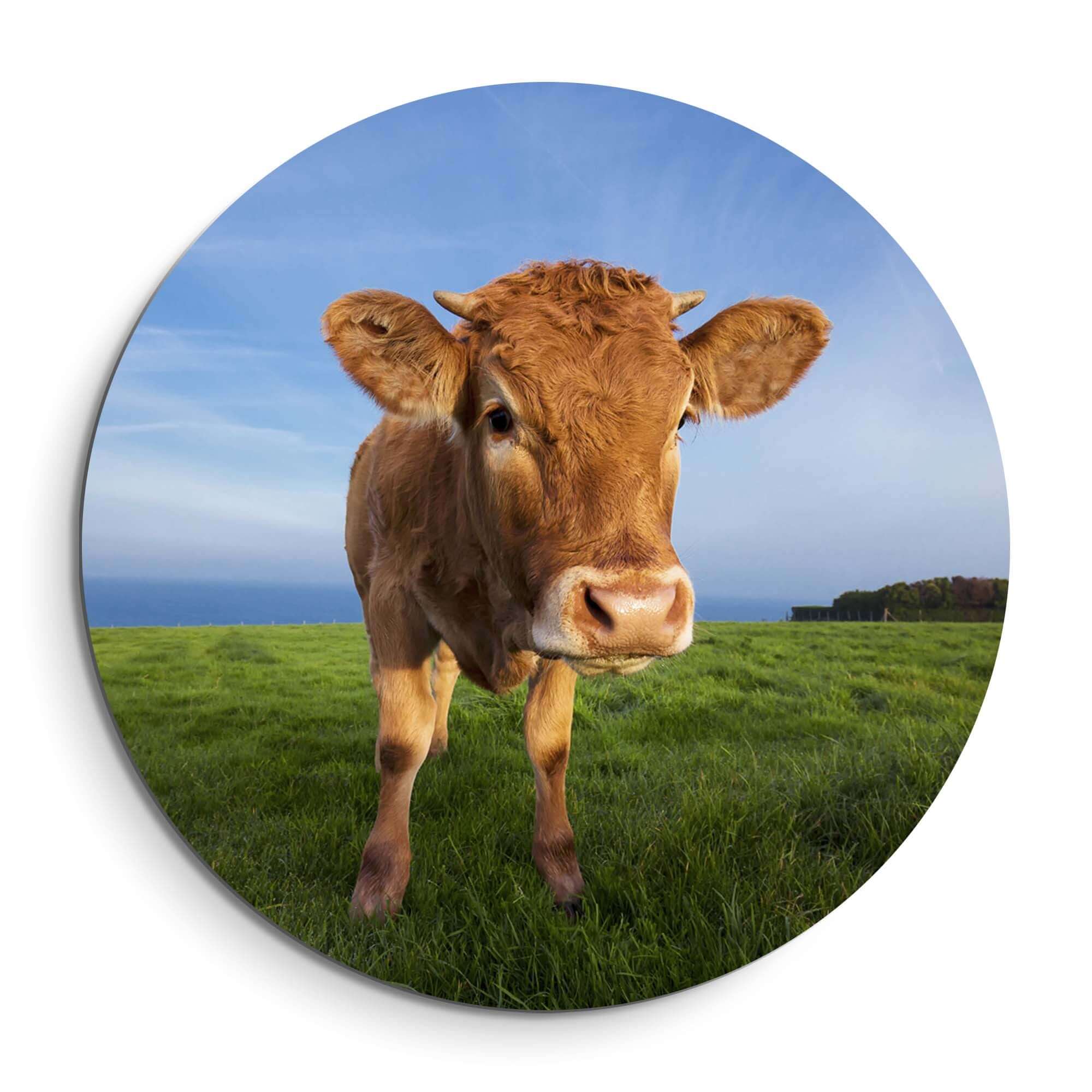 Kalf in de wei - Muurcirkel