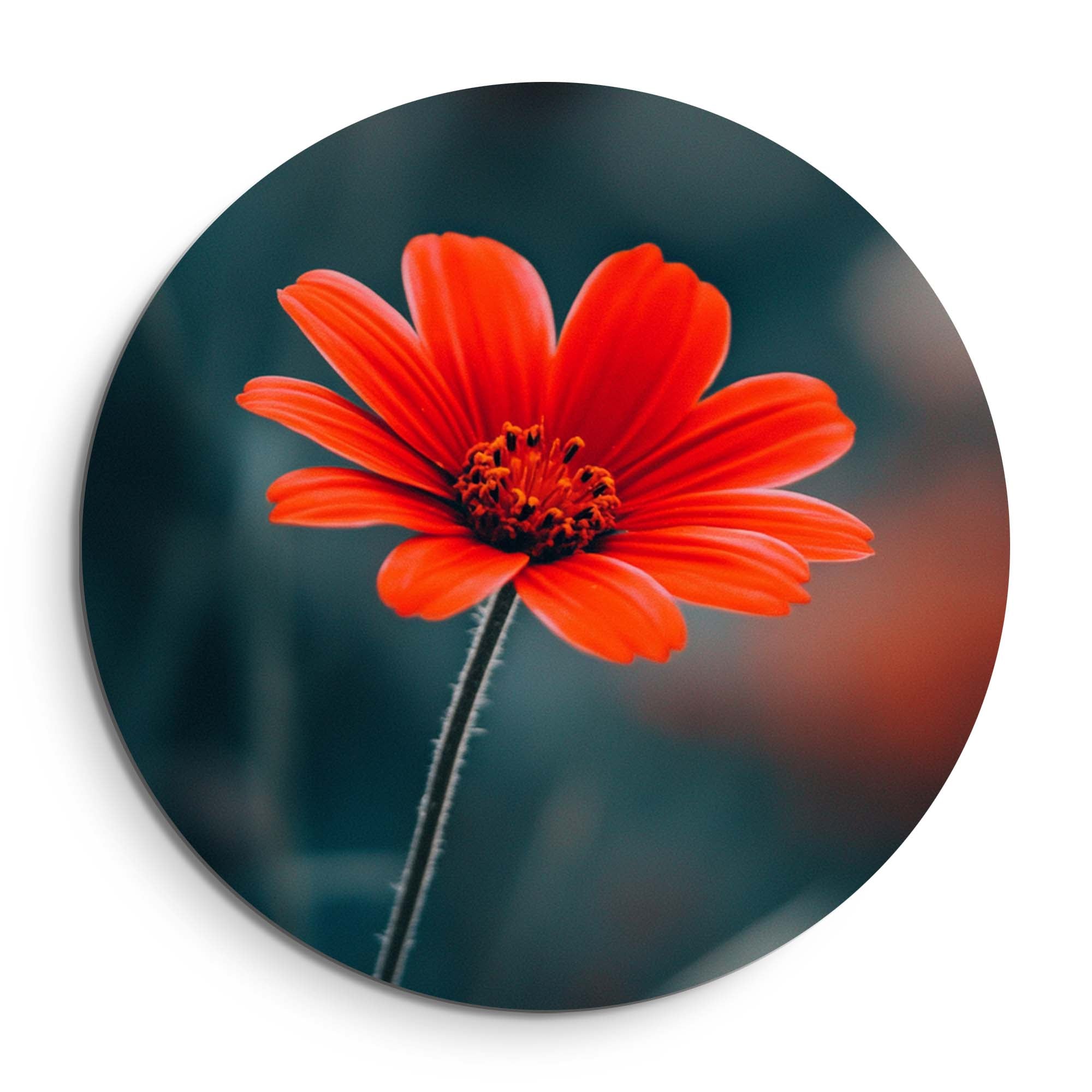 Crimson Grace – Muurcirkel