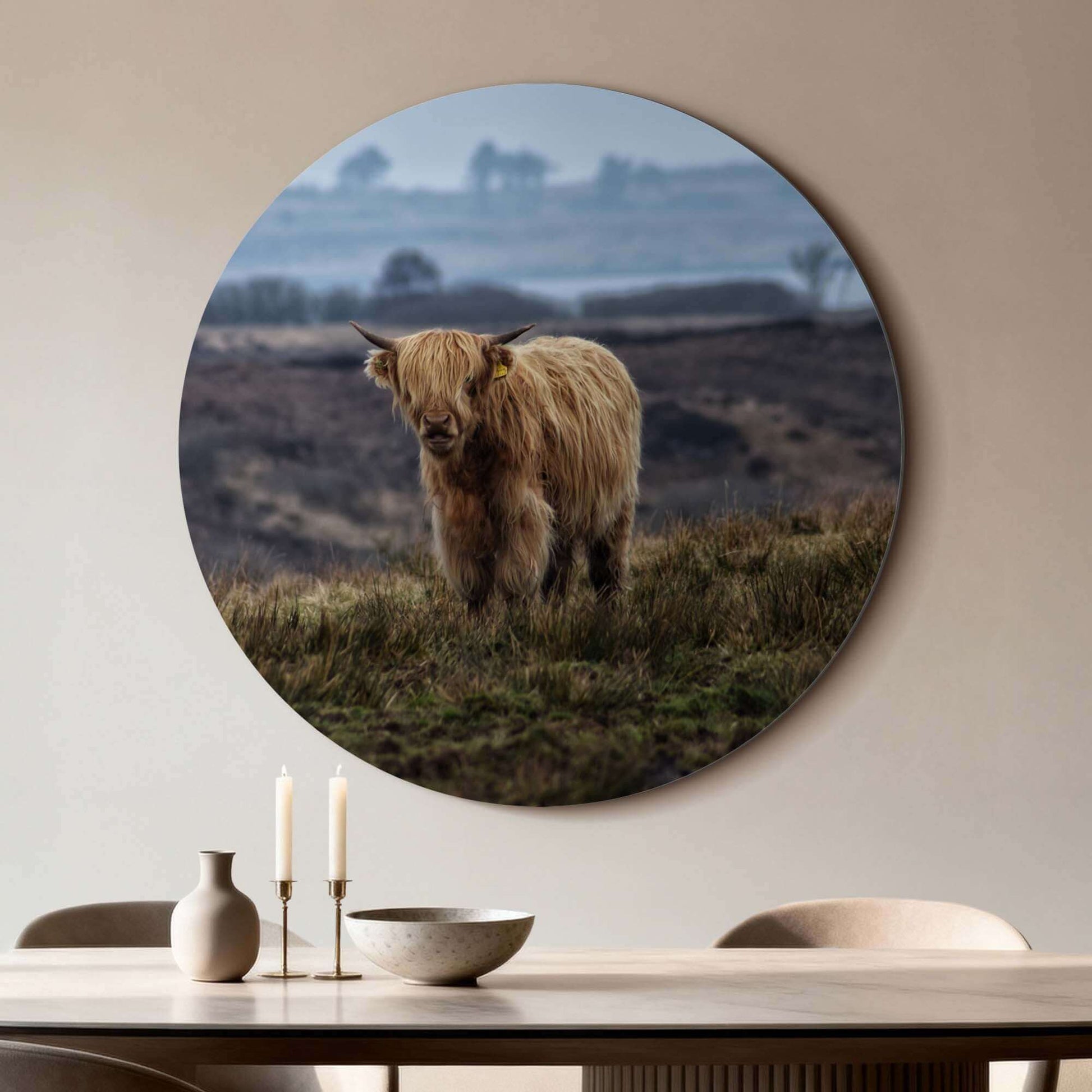 Schotse Hooglander in het veld – Muurcirkel van aluminium dibond voor woonkamer, stijlvolle wandcirkel met natuurlijke print.