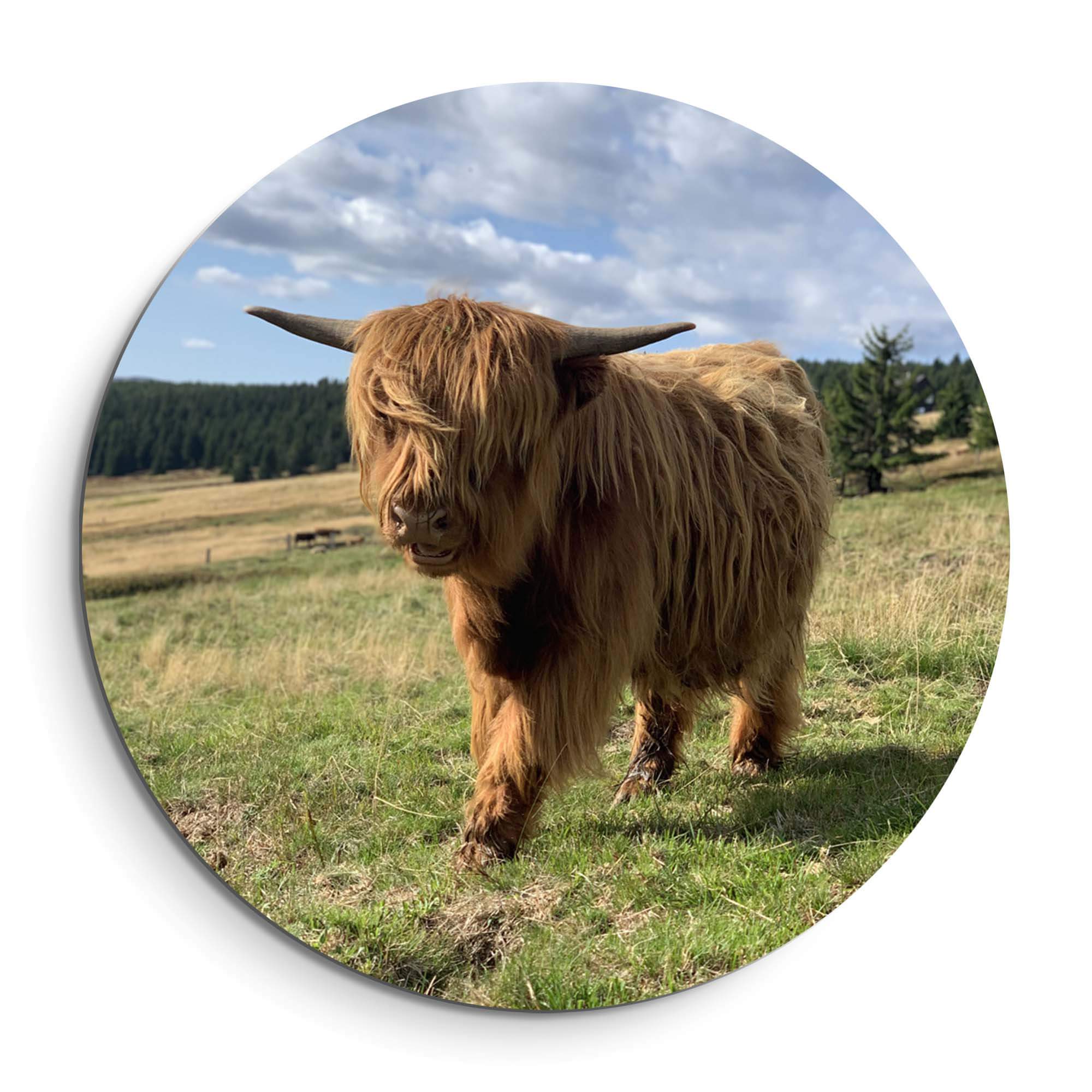 Hooglander in het zonlicht – Muurcirkel