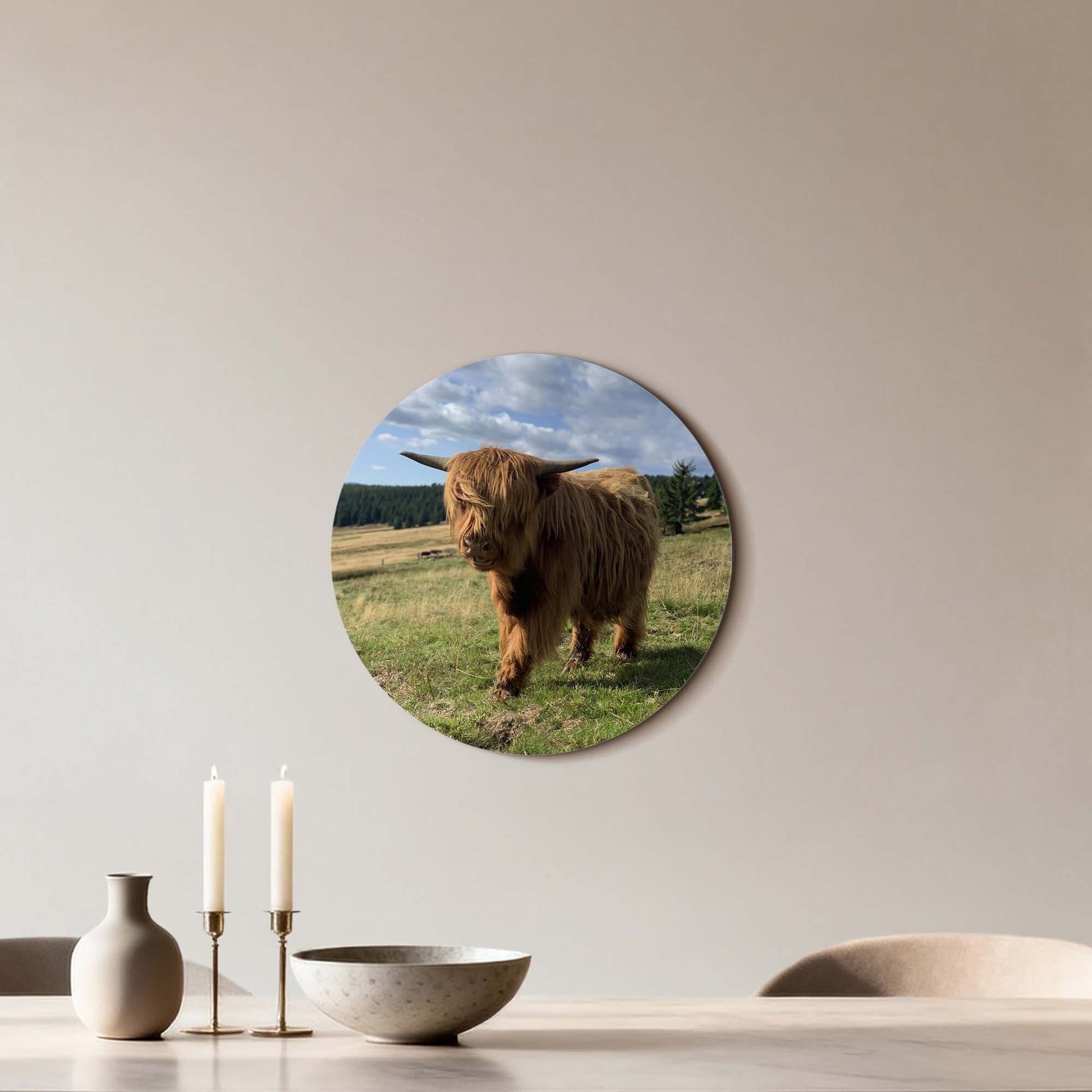 Hooglander in het zonlicht – Muurcirkel op aluminium dibond in een zonnig veld, perfect voor keuken of woonkamer. Muurcirkel decor.