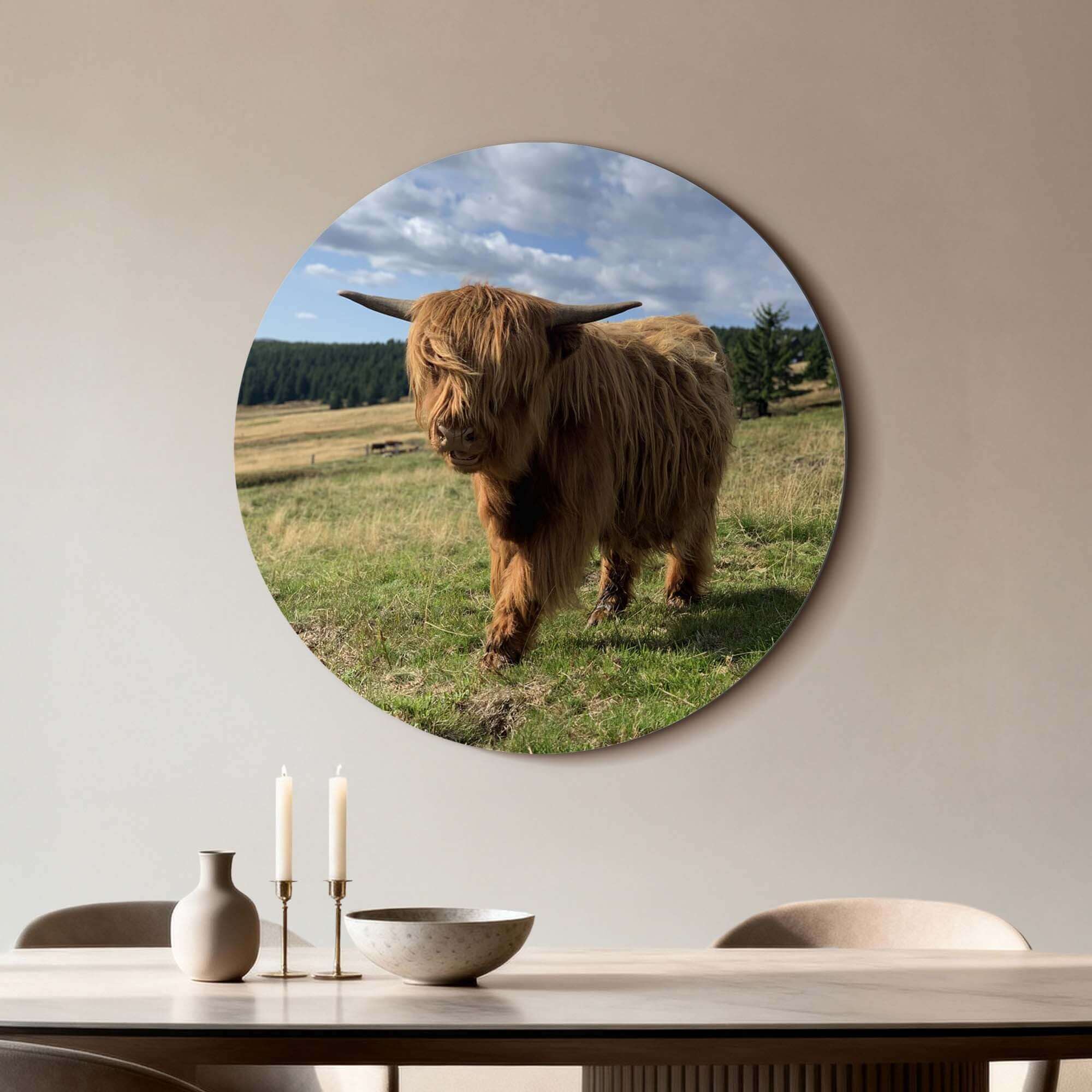 Hooglander in het zonlicht – Muurcirkel op aluminium dibond, natuurgetrouwe wandcirkel, perfect voor keuken of woonkamer decor.