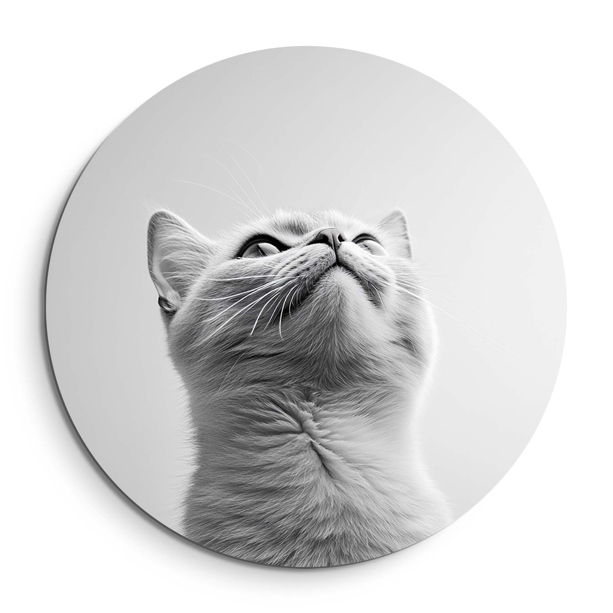 Silver Whisker – Muurcirkel