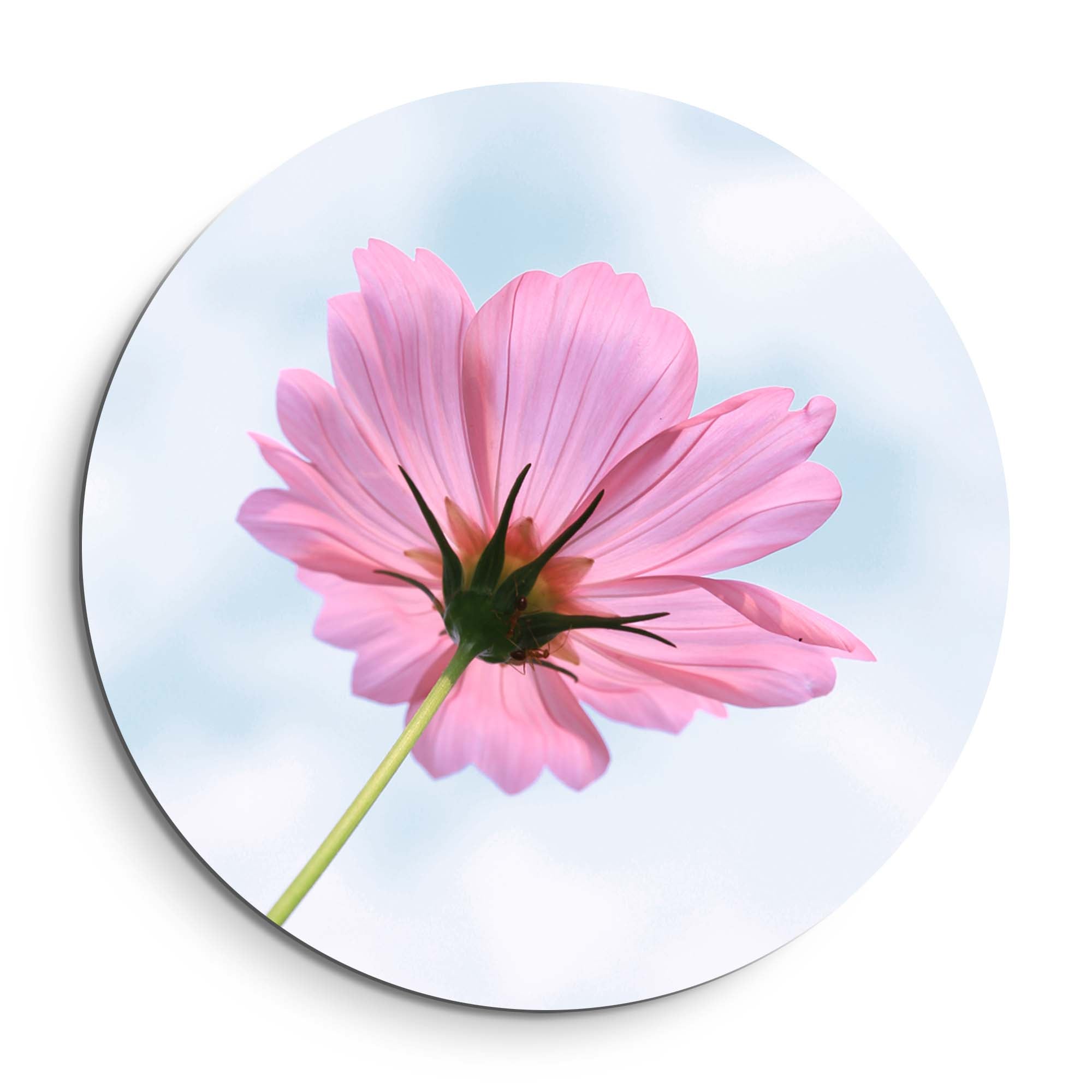 Sky Blossom – Muurcirkel