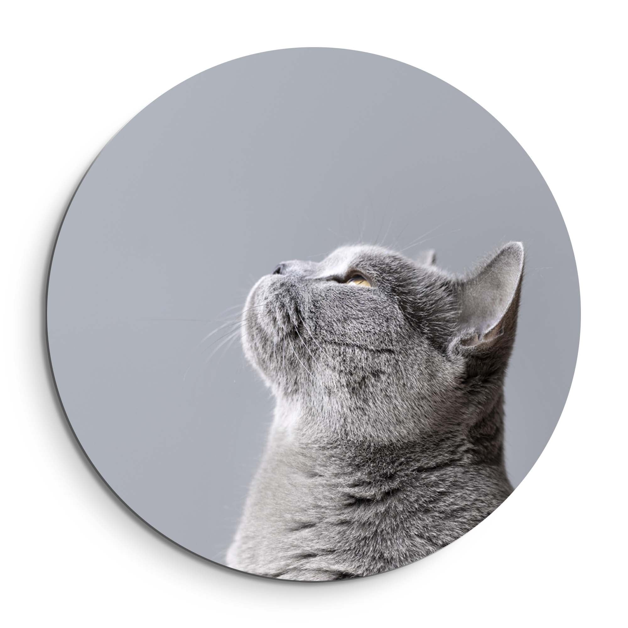 Soft Focus – Muurcirkel