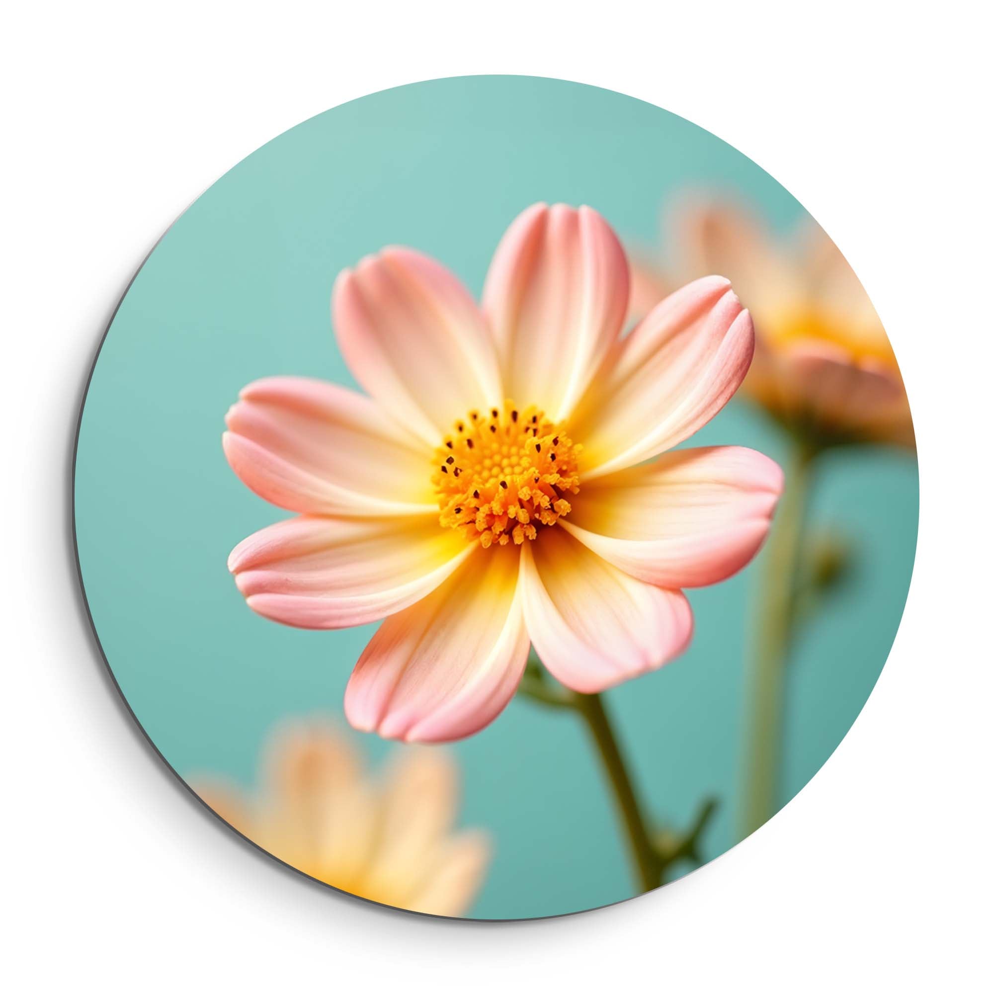 Soft Sunrise – Muurcirkel