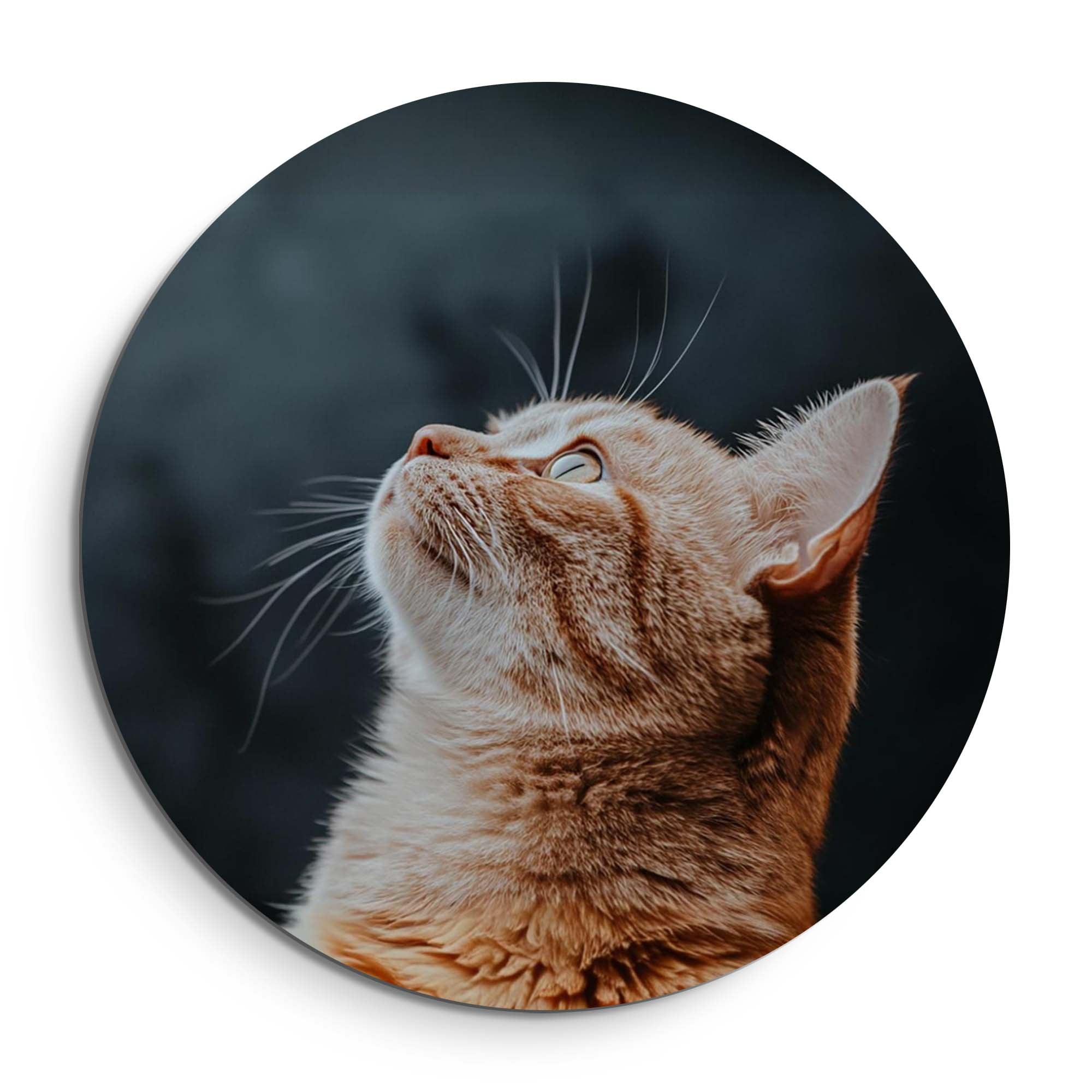 Velvet Gaze – Muurcirkel